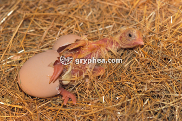 Poussin - Eclosion de l'oeuf (4) - gryphea.com